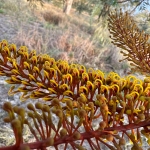 Silky Oak - Grevillia robusta