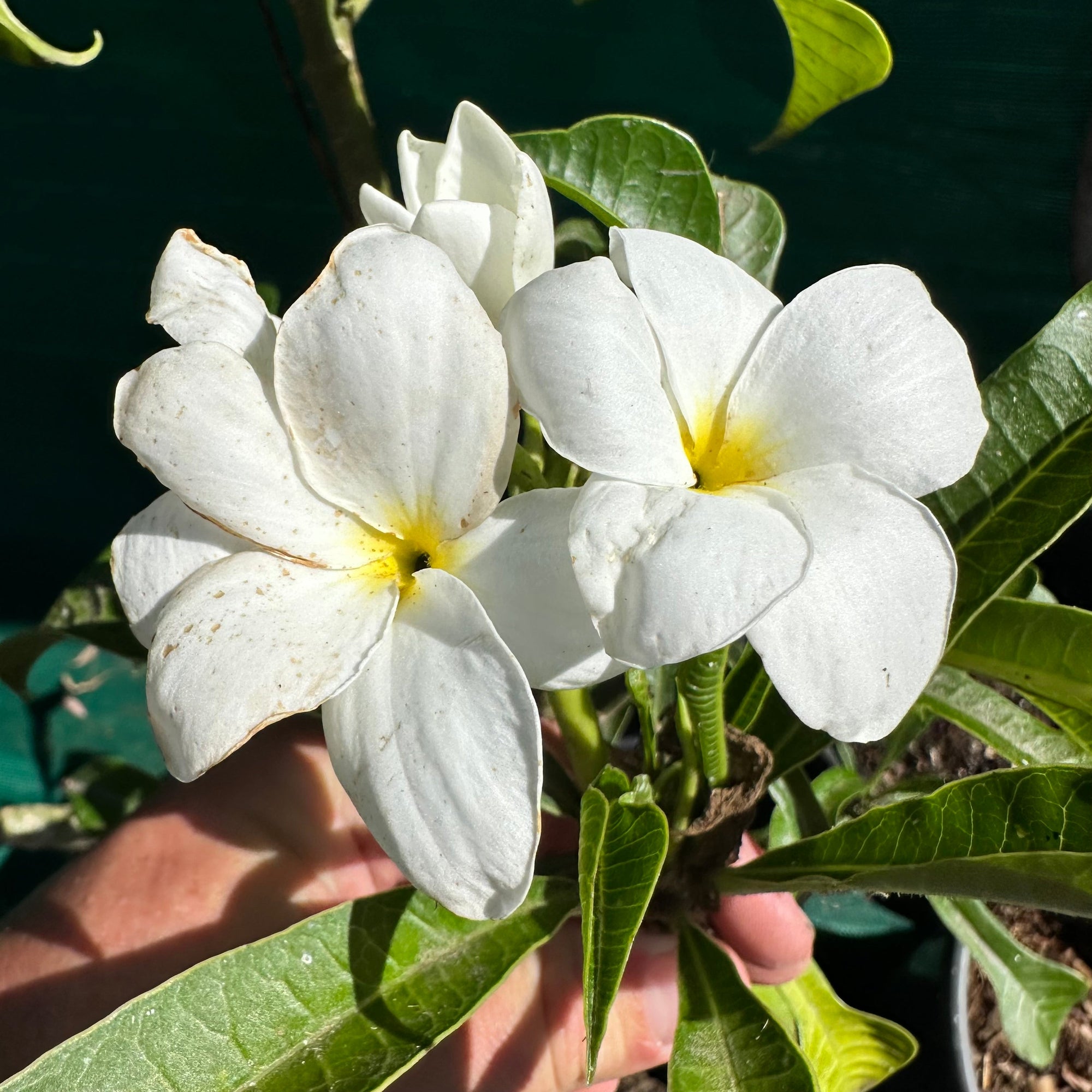 Frangipani Pudica - Everlasting Love