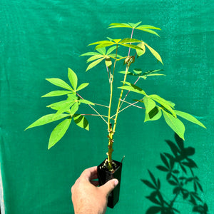 Cassava ‘Yellow’ - Manihot esculenta NEW