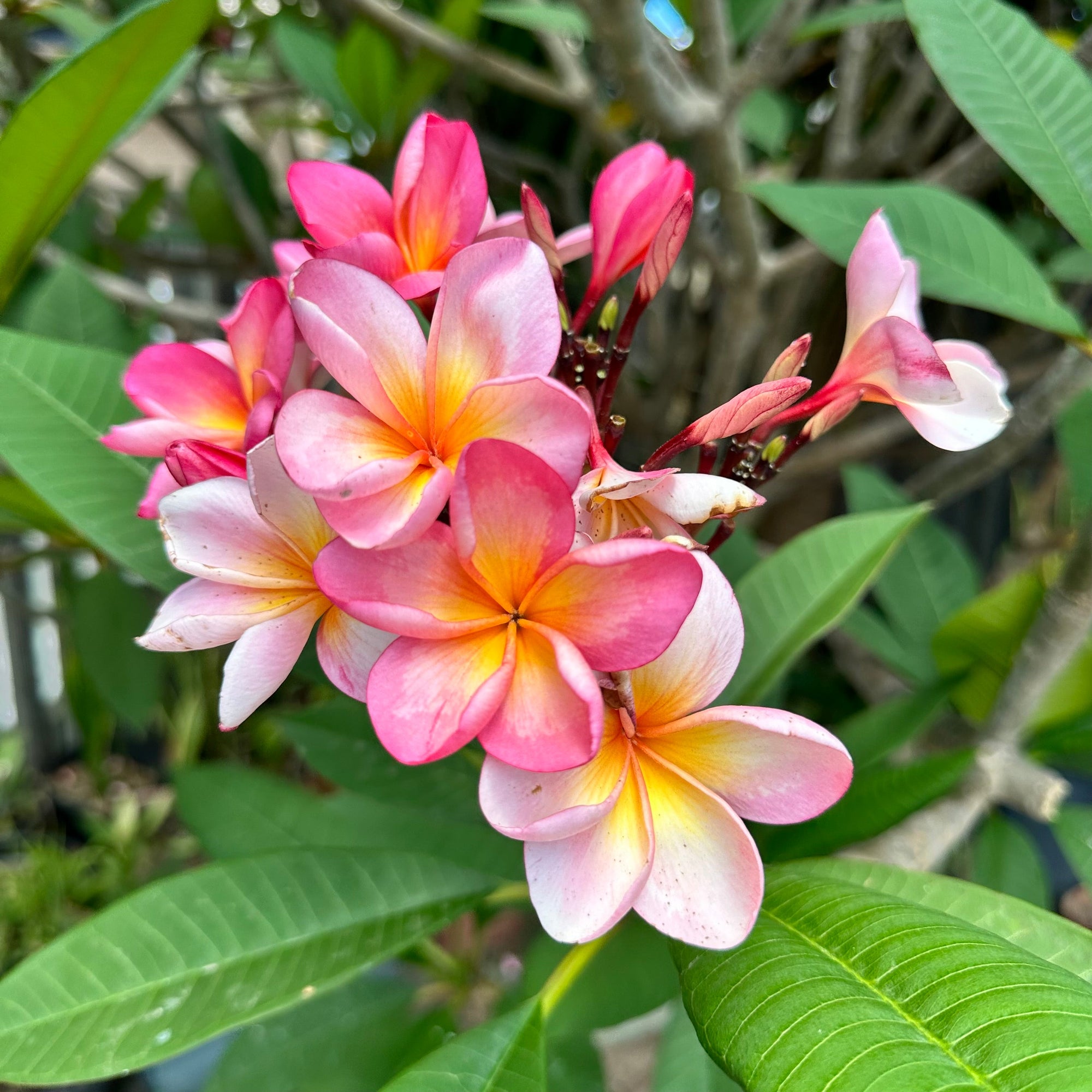 Frangipani - Darwin Pink