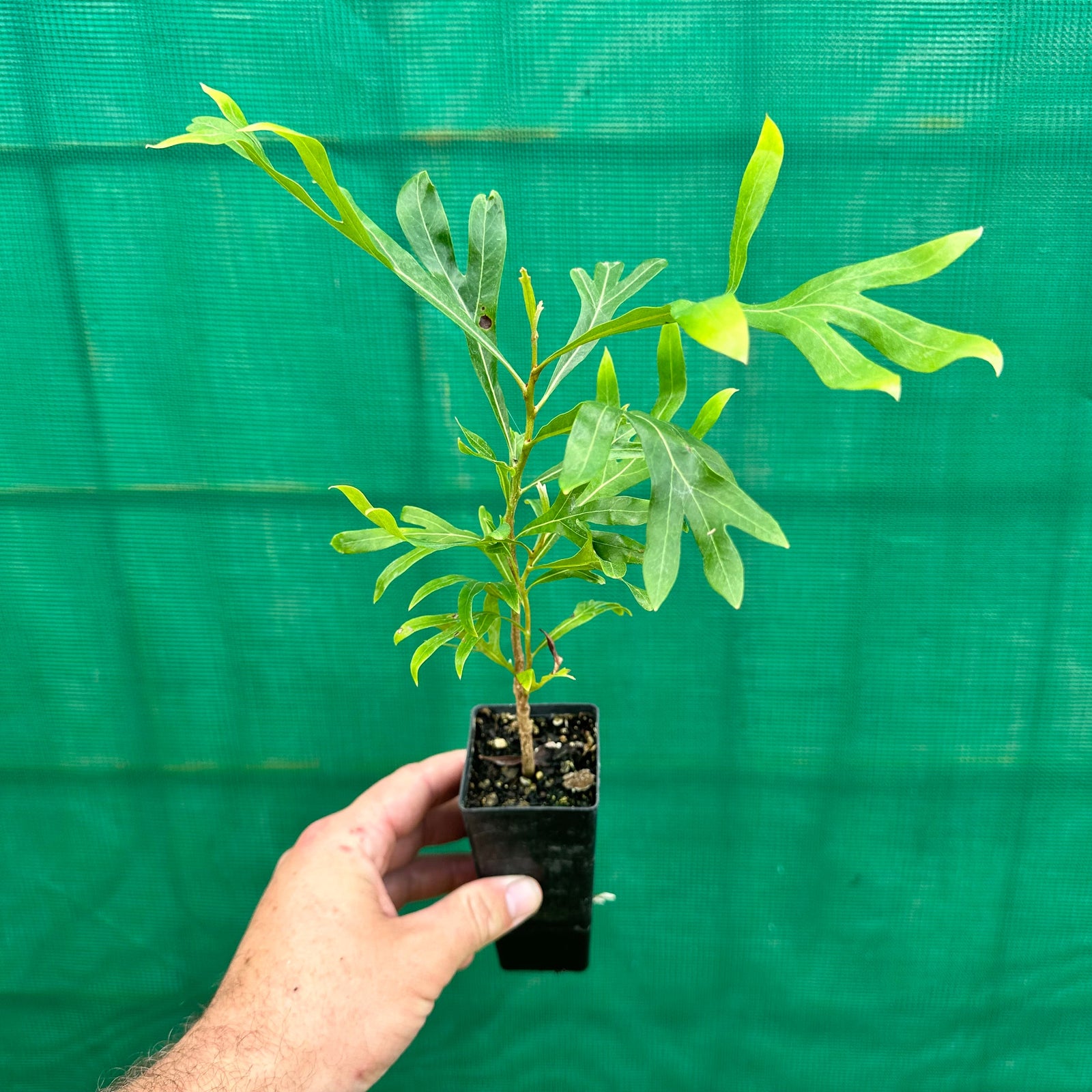 Brown Silky Oak - Grevillea baileyanne