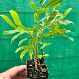 Brown Silky Oak - Grevillea baileyanne
