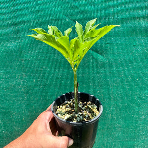 Elephant Foot Yam - Amorphophallus paeoniifolius NEW