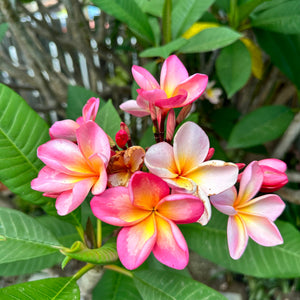 Frangipani - Darwin Pink