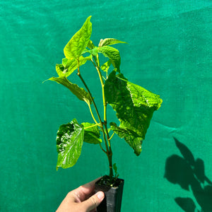 Betal Leaf Pepper - Piper sarmentosum
