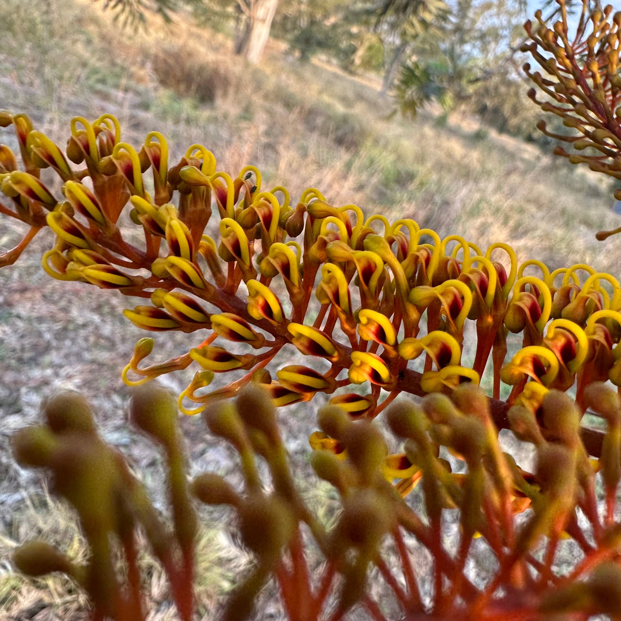 Silky Oak - Grevillia robusta