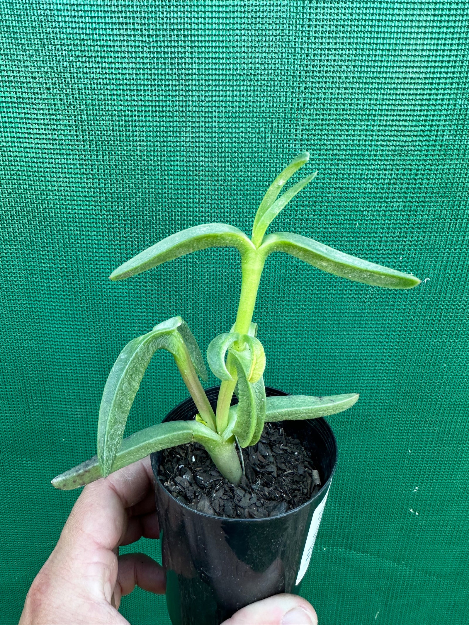 Pig Face - Carpobrotus glaucescens