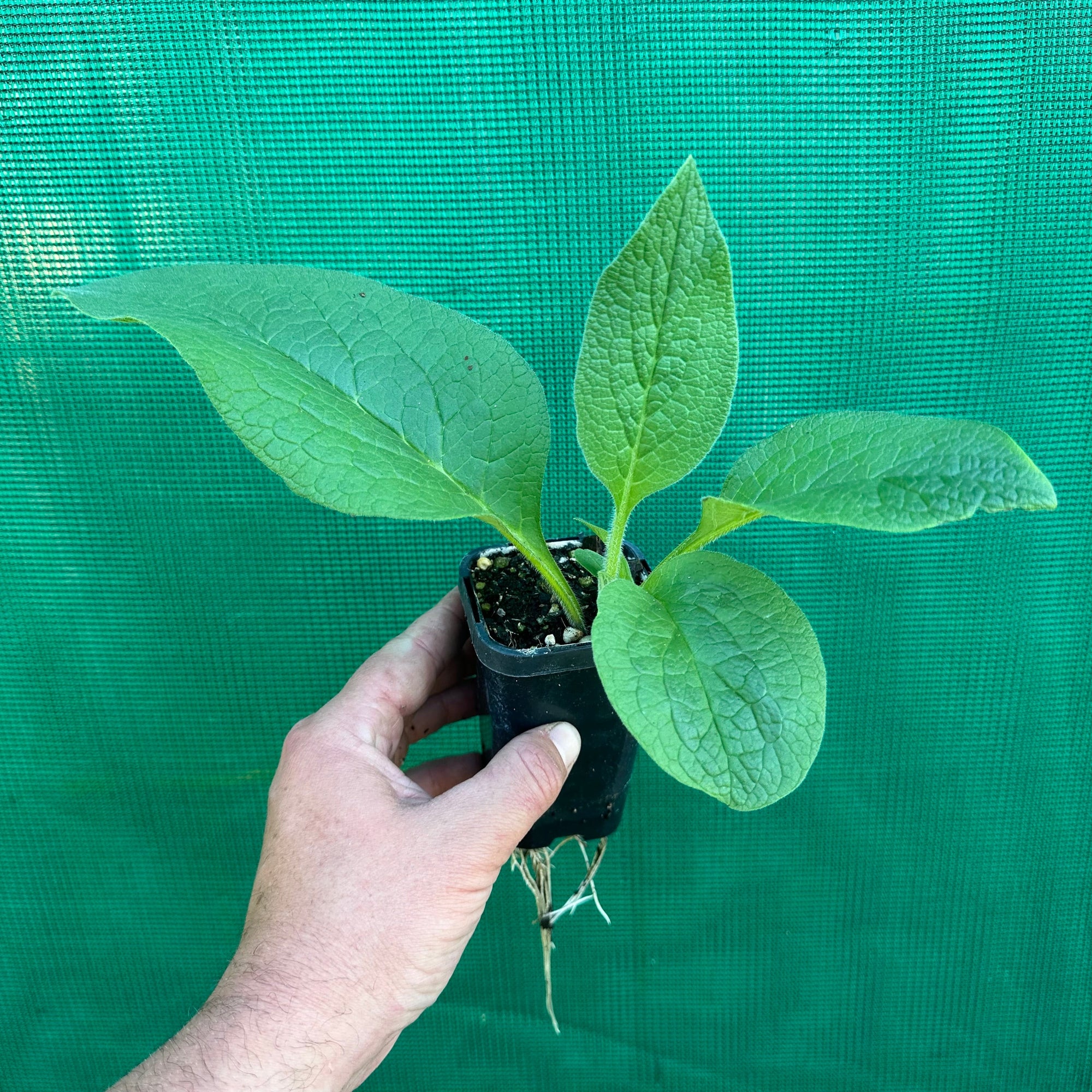 Comfrey - Symphytum officinale