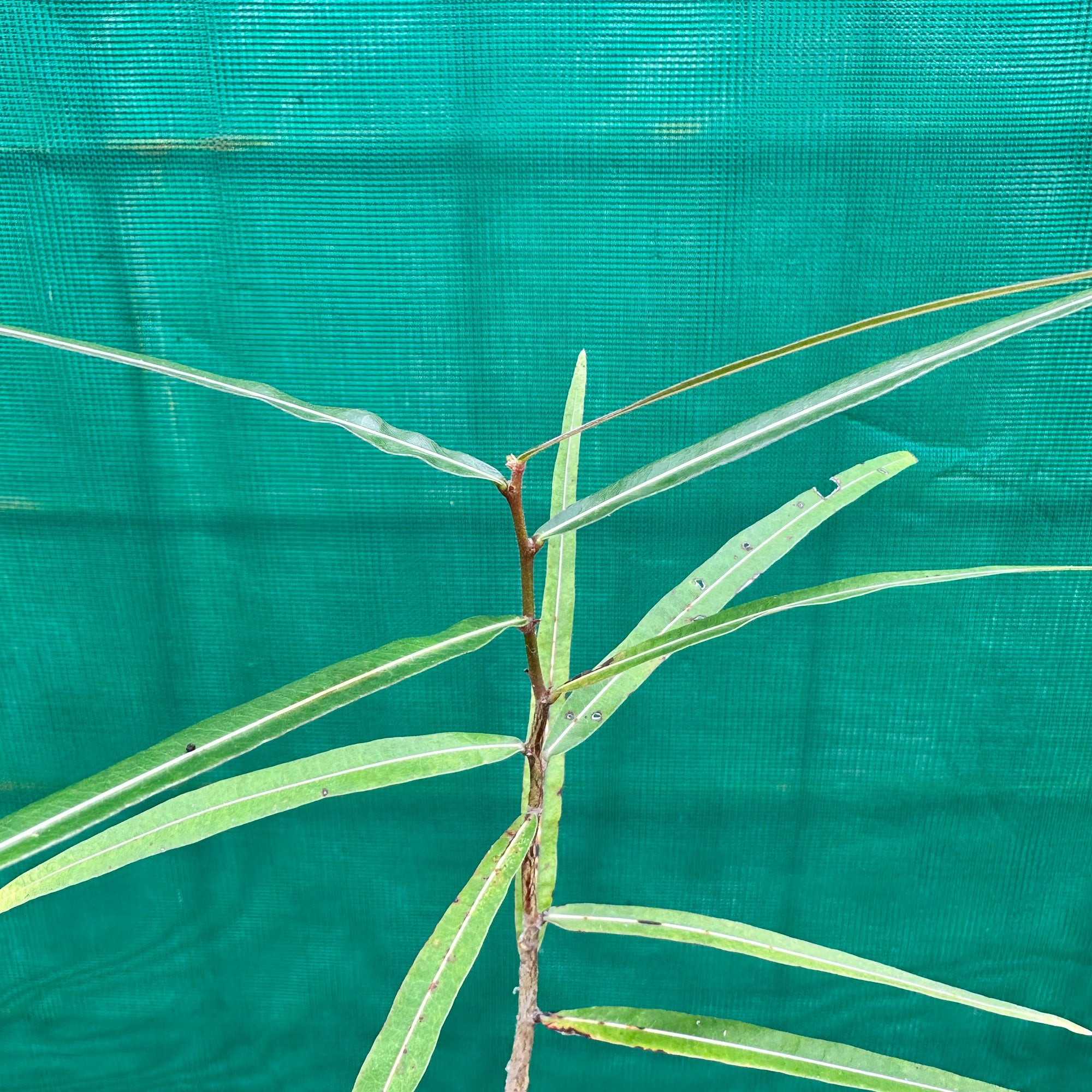Bottle Tree - Brachychiton rupestris