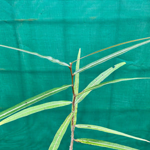 Bottle Tree - Brachychiton rupestris