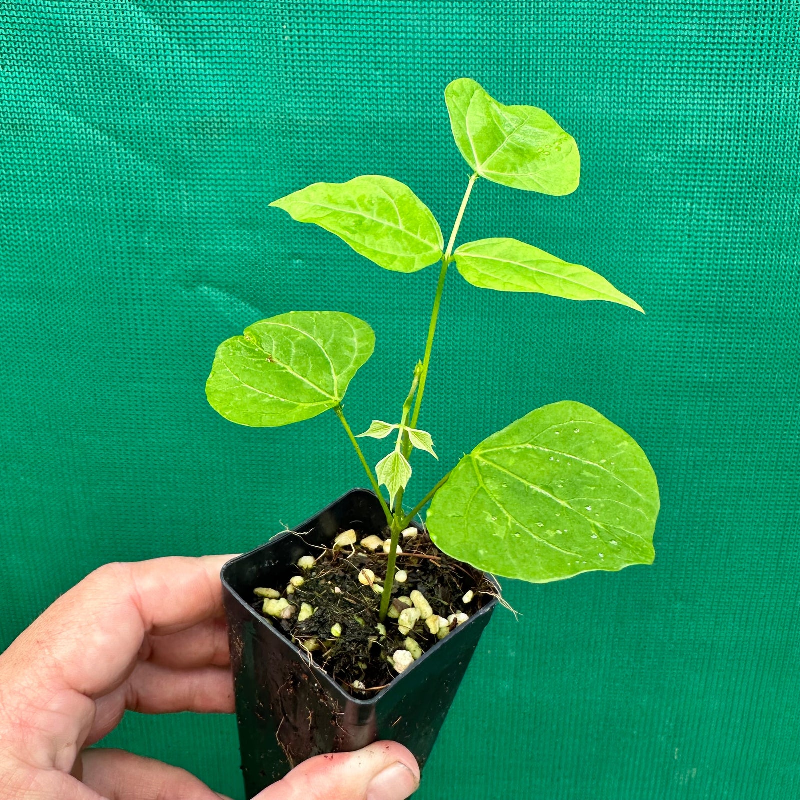 Yam Bean - Pachyrhizus erosus