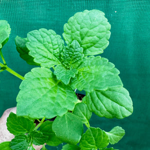 Chinese Potato - Plectranthus rotundifolius