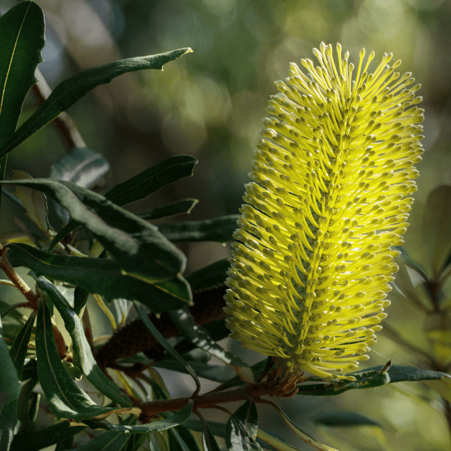 Coastal Banksia - Banksia integrifoli