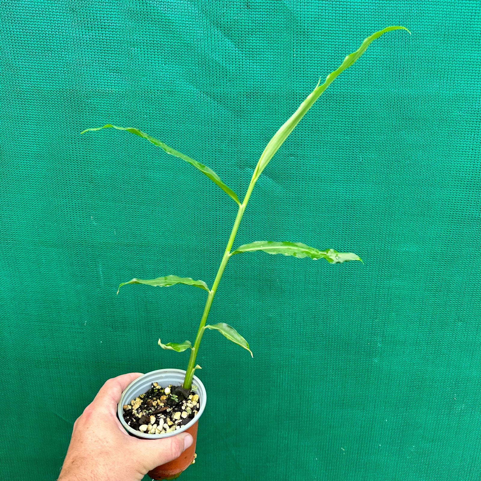 Ginger - Zingiber officinale