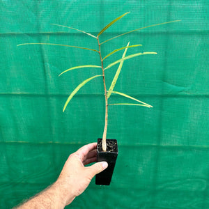 Bottle Tree - Brachychiton rupestris