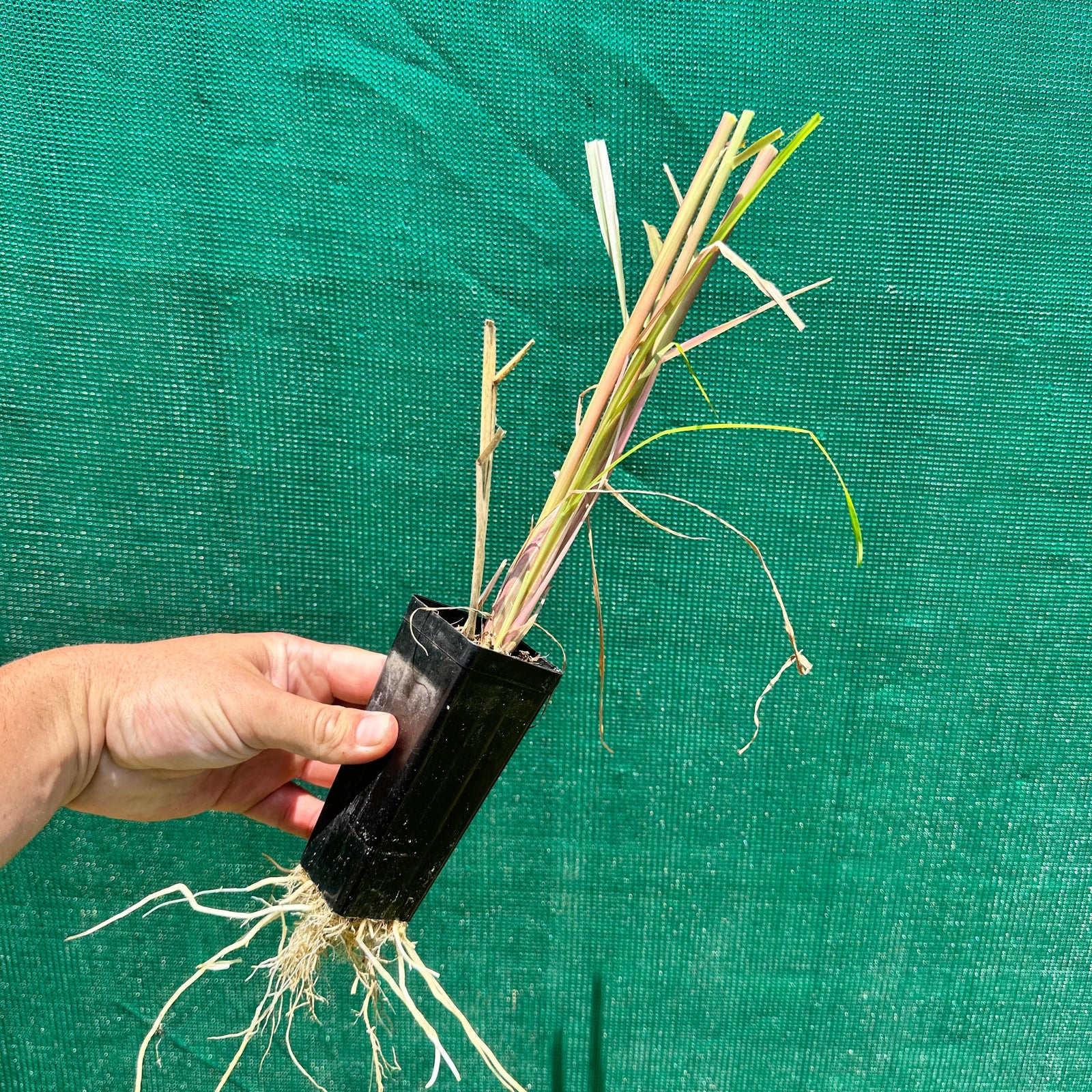 Purple Fountain Grass - Pennisetum