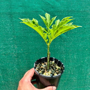 Elephant Foot Yam - Amorphophallus paeoniifolius NEW