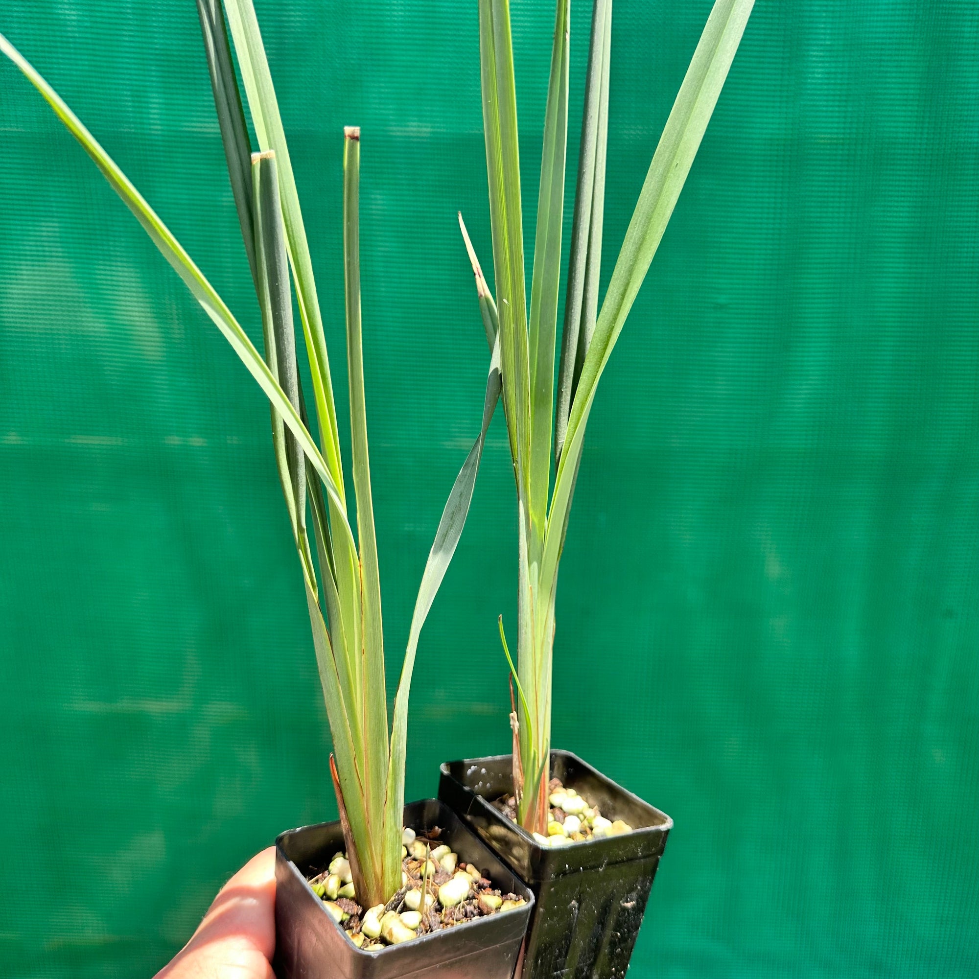 Blueberry Lily - Dianella revoluta