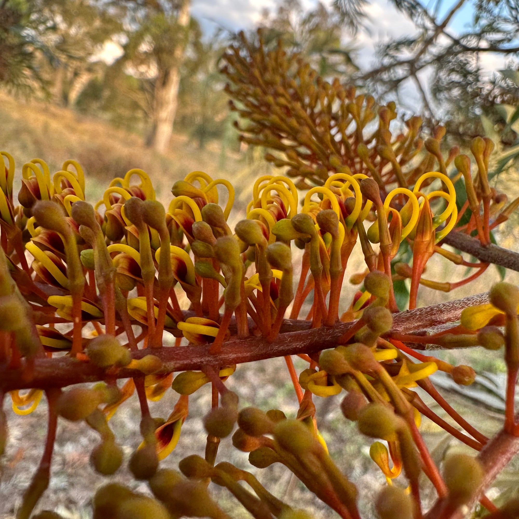 Silky Oak - Grevillia robusta