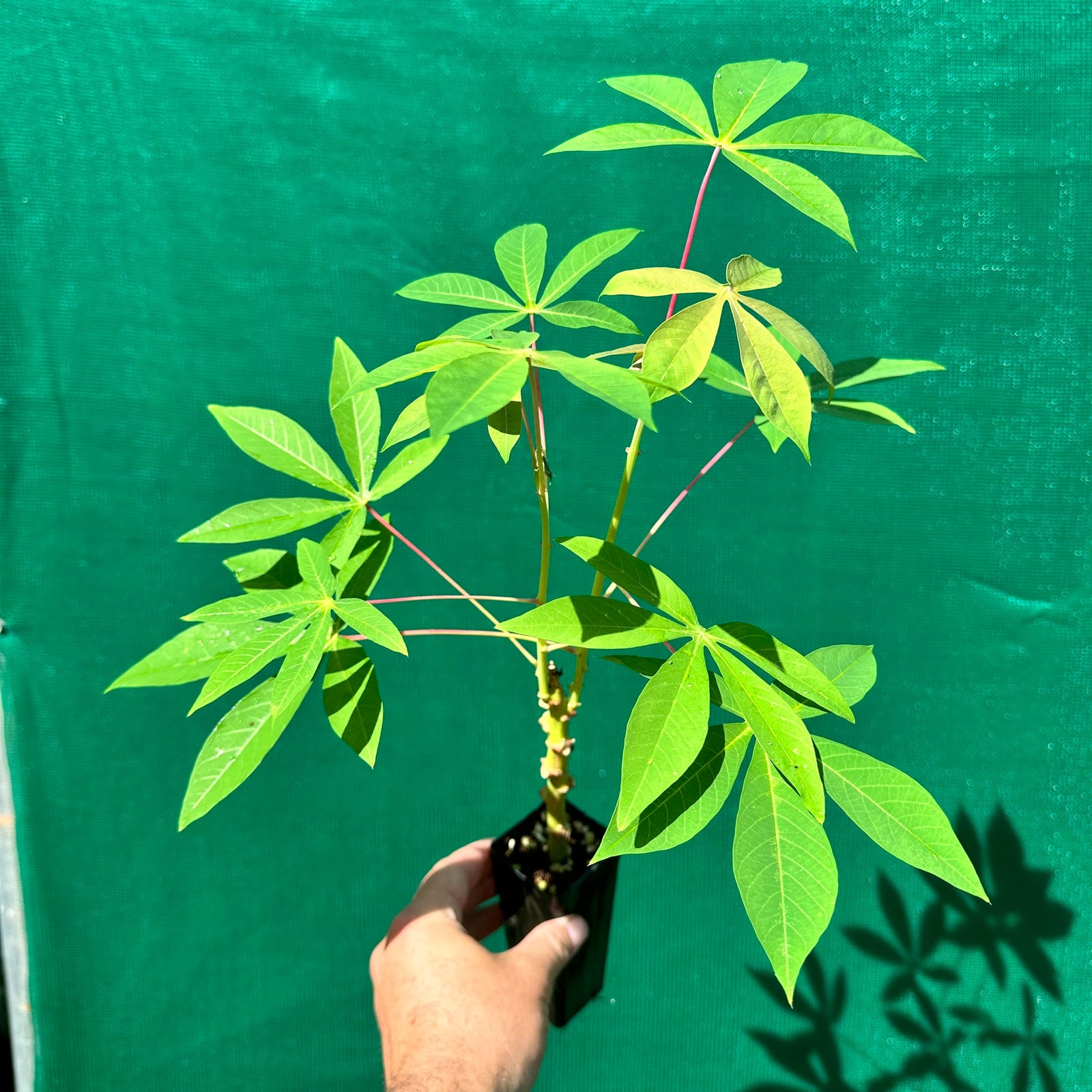 Cassava ‘White’ - Manihot esculenta NEW