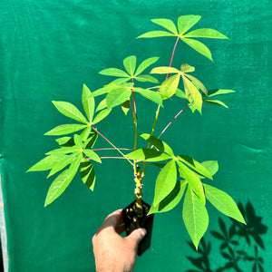 Cassava ‘Yellow’ - Manihot esculenta NEW