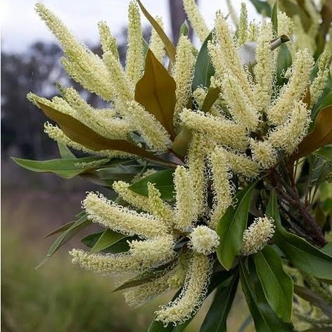 Brown Silky Oak - Grevillea baileyanne
