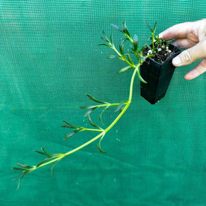 Sea Purslane - Sesuvium portulacastrum