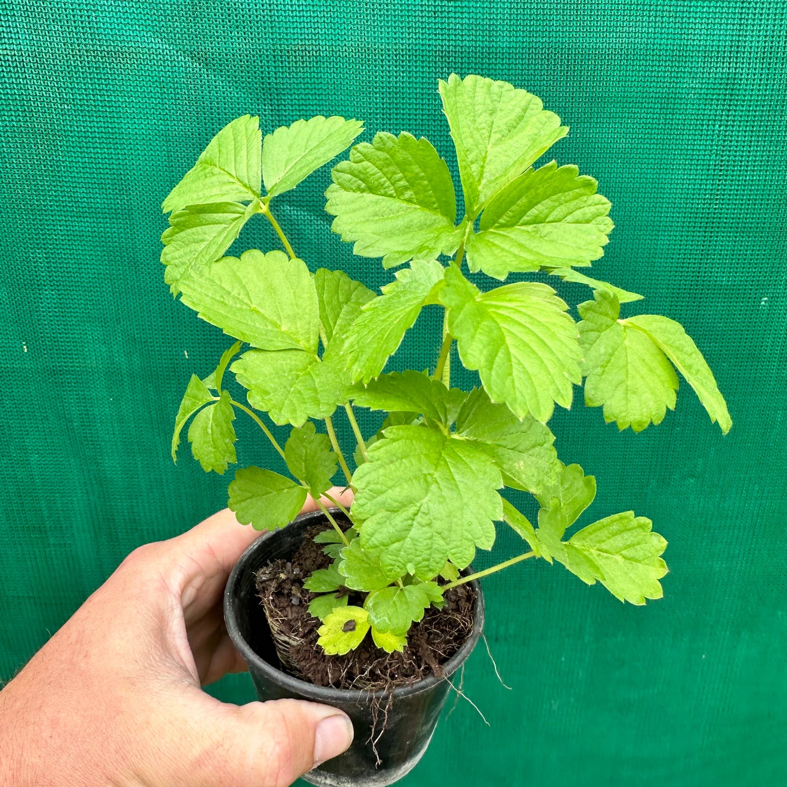 Strawberry - Sweetheart