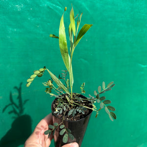 Sweet Scented Wattle - Acacia suaveolens