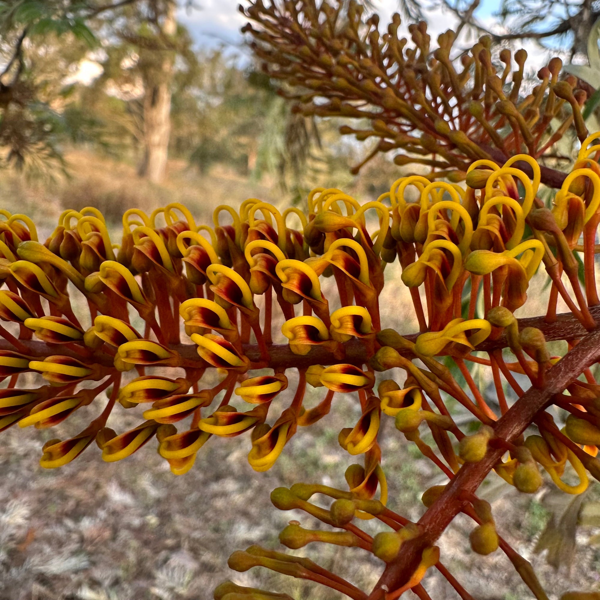 Silky Oak - Grevillia robusta