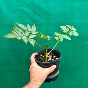 Peruvian Parsnip - Arracacia xanthorrhiza
