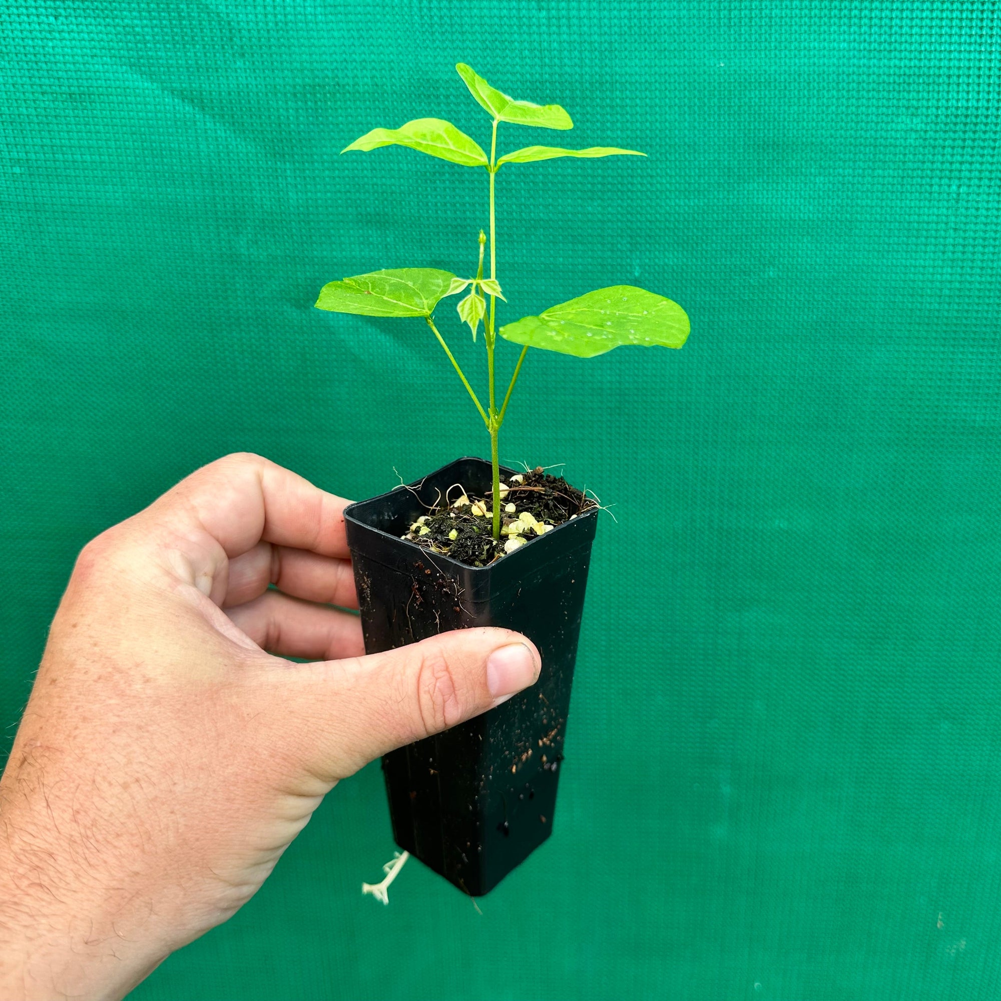 Yam Bean - Pachyrhizus erosus