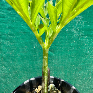 Elephant Foot Yam - Amorphophallus paeoniifolius NEW