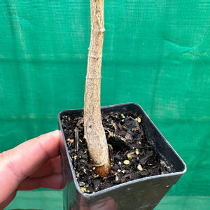 Bottle Tree - Brachychiton rupestris