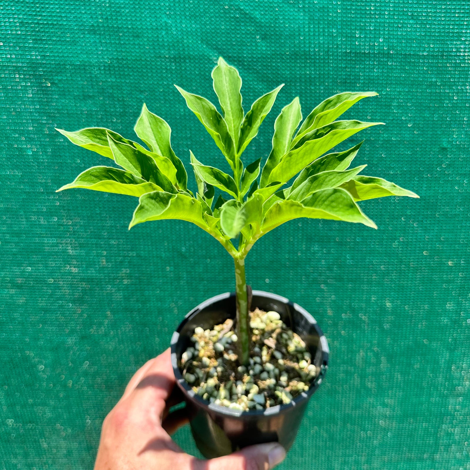 Elephant Foot Yam - Amorphophallus paeoniifolius