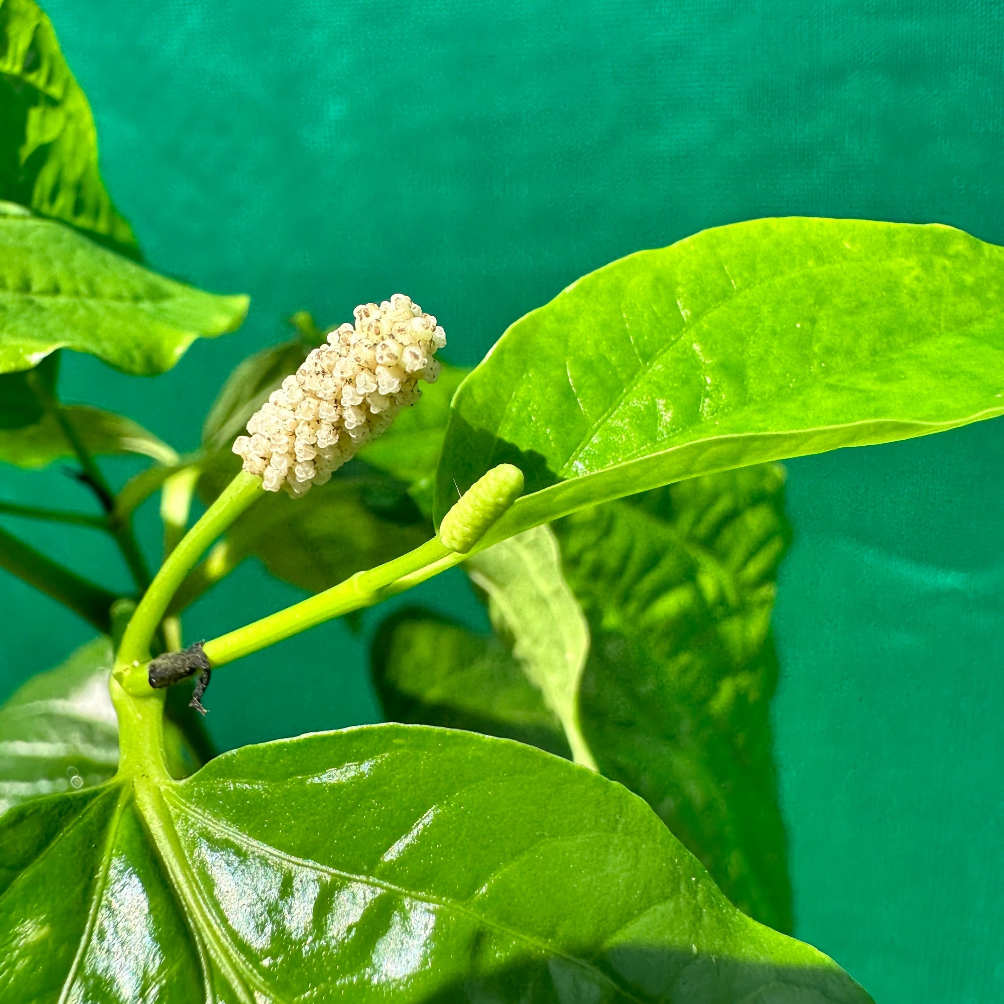 Betal Leaf Pepper - Piper sarmentosum