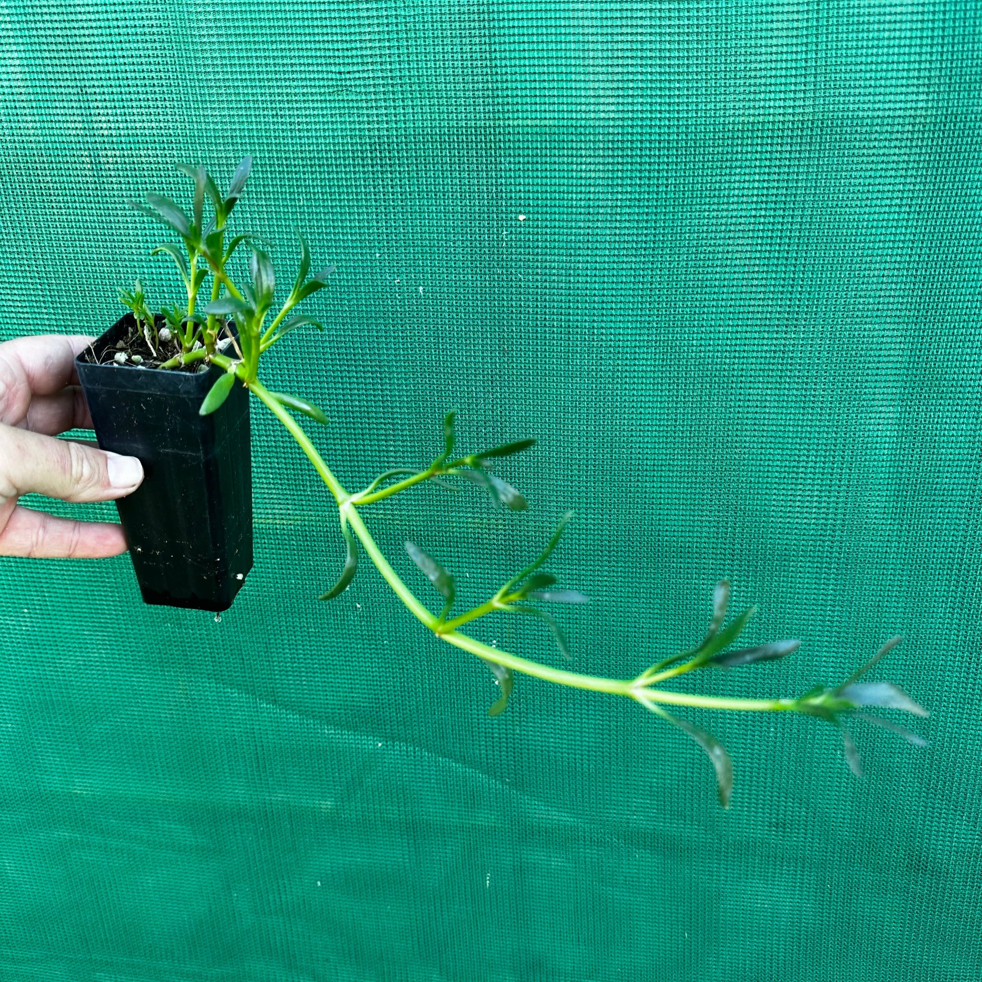 Sea Purslane - Sesuvium portulacastrum