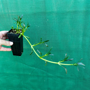 Sea Purslane - Sesuvium portulacastrum