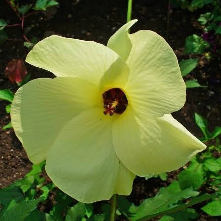 Aibika Hibiscus Spinach - Abelmoschus manihot NEW