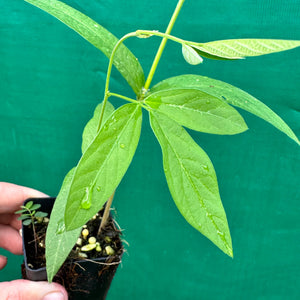 Pigeon Pea - Cajanus cajan