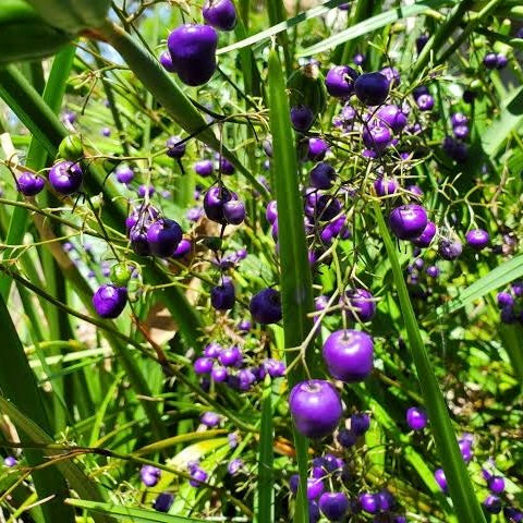 Blueberry Lily - Dianella revoluta