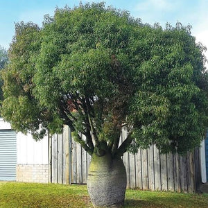 Bottle Tree - Brachychiton rupestris