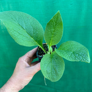 Comfrey - Symphytum officinale