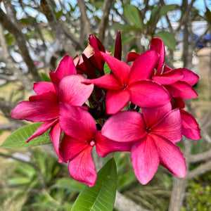 Frangipani - Irma Bryan