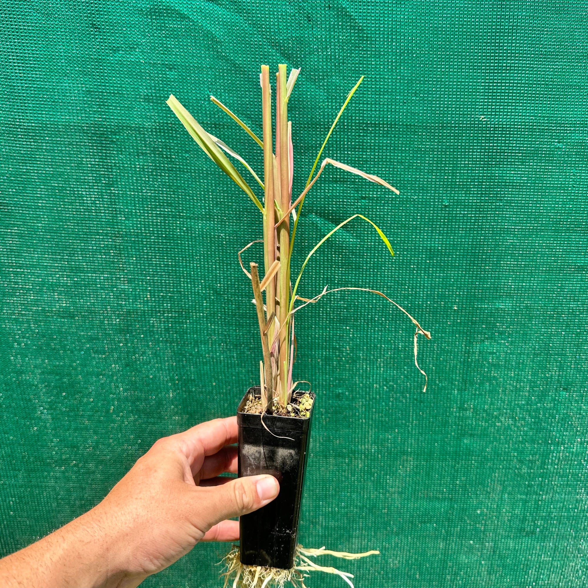 Purple Fountain Grass - Pennisetum