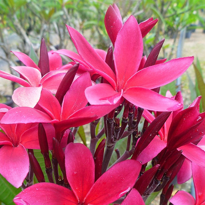 Frangipani - Sunset Dreamer