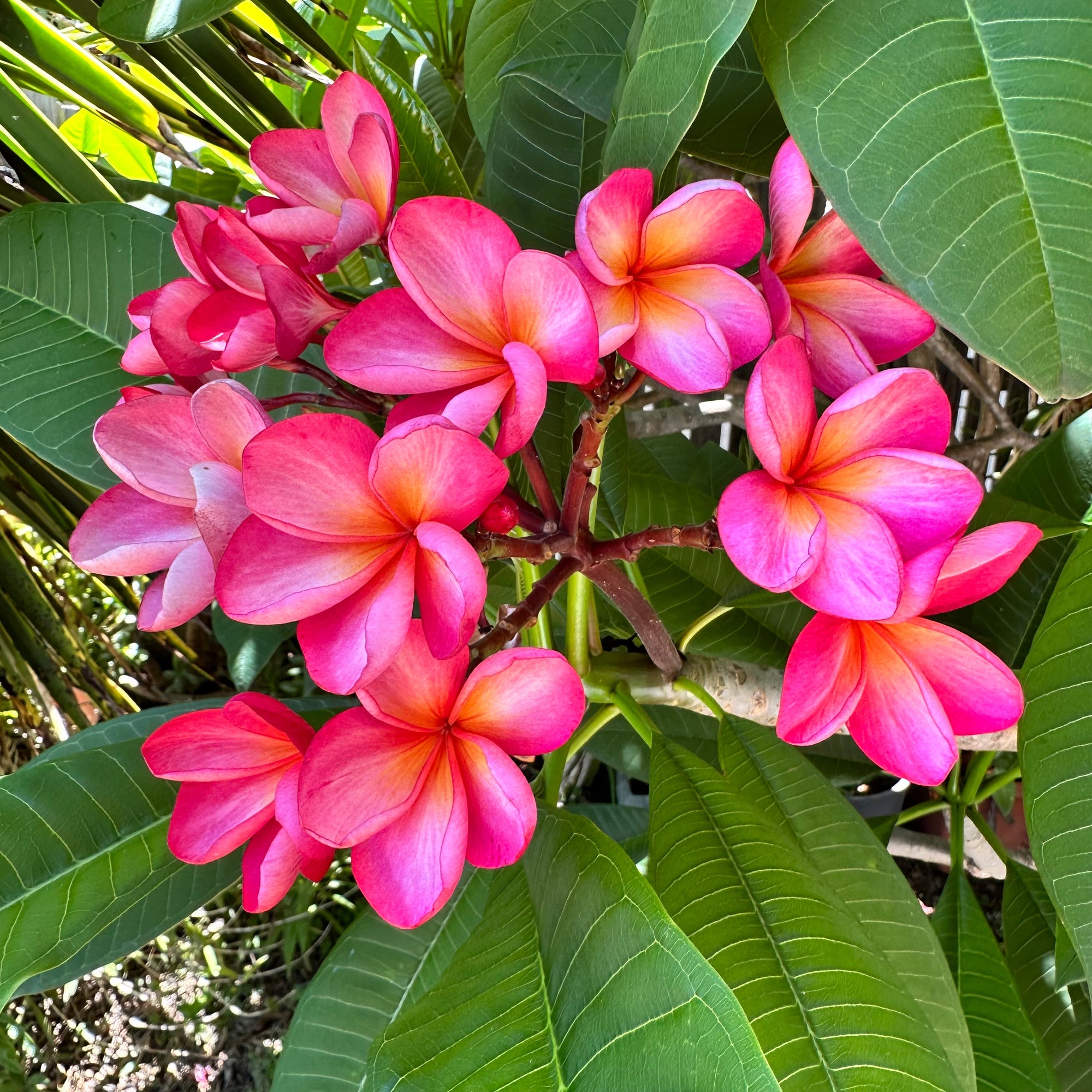 Frangipani - Darwin Pink