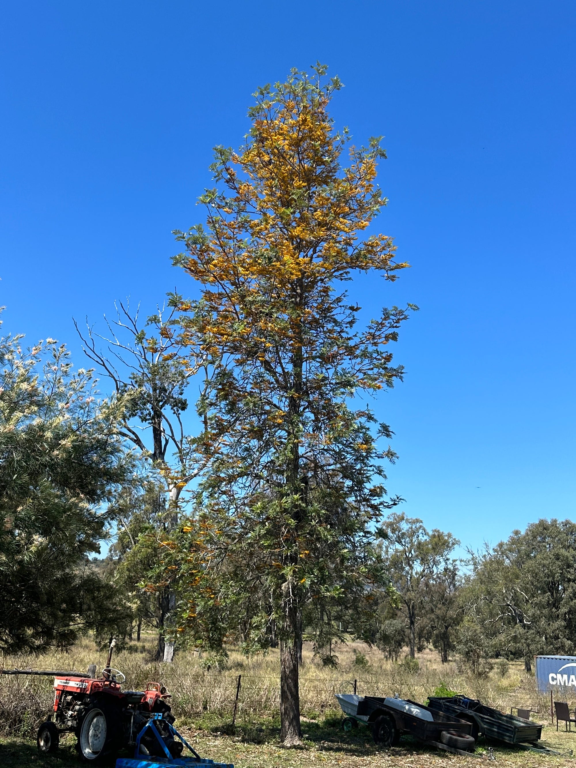 Silky Oak - Grevillia robusta