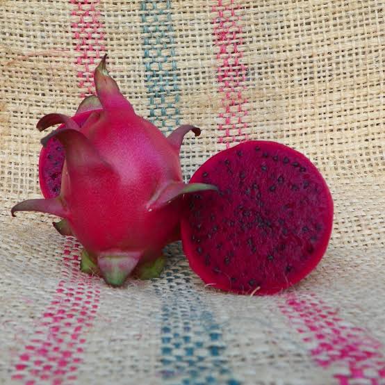 Dragon Fruit ‘Armando’