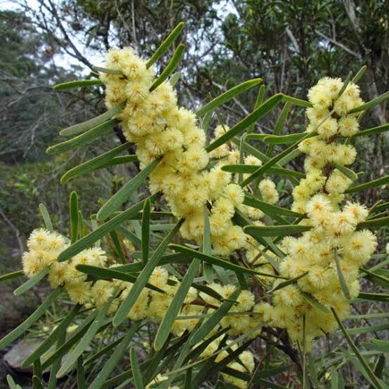 Sweet Scented Wattle - Acacia suaveolens